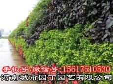 郑州北方植物墙施工报价-河南城市园丁园艺