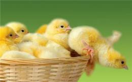 让养鸡户爱不释手的禽类饲料添加剂原来是它