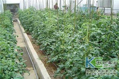 温室蔬菜苗如何防止死苗