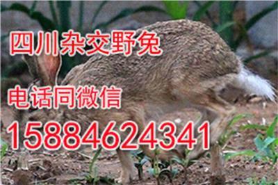 四川地区适合养殖什么 养殖杂交野兔