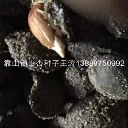 辽宁省山杏种子价格一览表