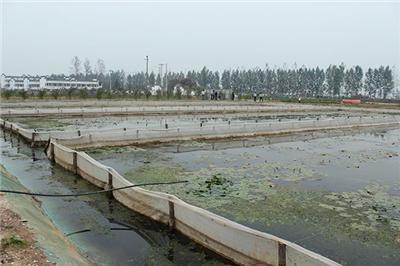 水蛭养殖 水蛭养殖基地 江苏水蛭养殖