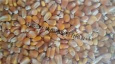 求购大量高粱 粟 黍小麦 玉米 大米原料