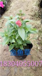 沈陽草花/德成/沈陽綠化草花/沈陽草花批發