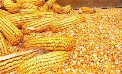 大型养殖场求购玉米等各种饲料原料