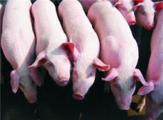 实用的育肥猪的饲养方法 早学早受益