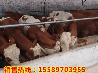 山东西门塔尔牛养殖基地 300-400牛犊价格