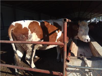 山东西门塔尔牛养殖基地 300-400牛犊价格