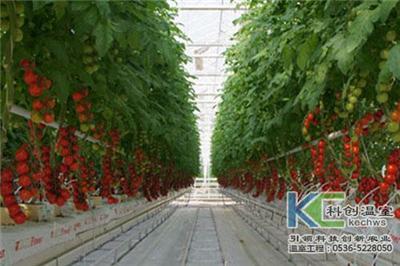 温室樱桃番茄苗期病害防治措施