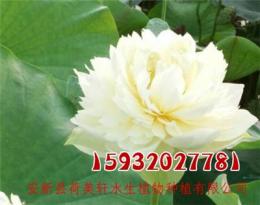 荷花苗養(yǎng)殖基地哪個(gè)好