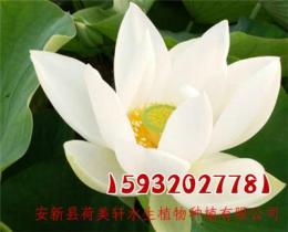 荷花苗 價(jià)格優(yōu)惠 訂購電話