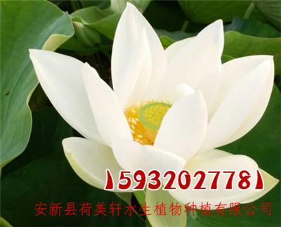 哪里有荷花苗養(yǎng)殖基地