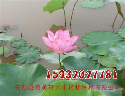 哪里有荷花苗養(yǎng)殖基地