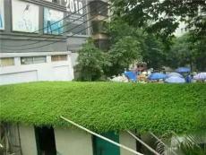 杭州地区屋顶隔热降温增加绿化面积环保绿地