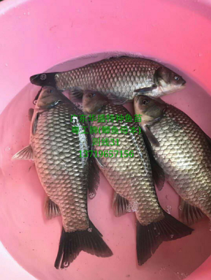 貴州魚苗養(yǎng)殖 貴州魚苗批發(fā)