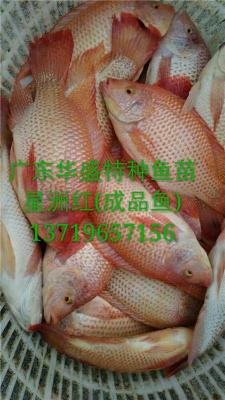 貴州魚苗養(yǎng)殖 貴州魚苗批發(fā)