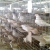 种鸽配对笼生产厂家