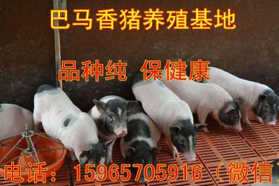 巴马香猪种猪多少钱一头 怀孕母猪价格