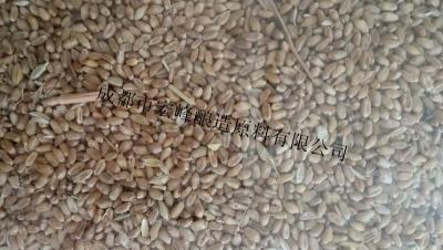 常年求购大米高粱碎米小麦玉米粒淀粉类原
