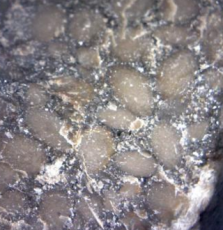 古生物虫卵化石