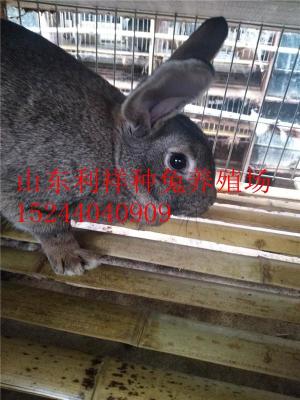 山东杂交野兔的市场价格肉兔多少钱一只