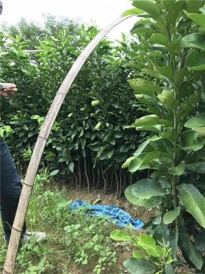 三紅蜜柚苗三紅蜜柚苗價(jià)格多少蜜柚苗批發(fā)價(jià)格三紅蜜柚苗多少錢蜜柚品種