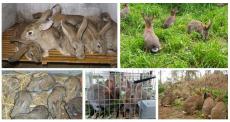 杂交野兔种兔养殖场哪里有卖野兔苗的