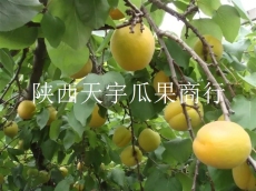 陜西優(yōu)質(zhì)金太陽(yáng)杏產(chǎn)地價(jià)格