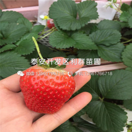 山东红颜草莓苗多少钱一棵