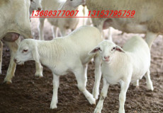 供应纯种杜泊羊种公羊成年怀孕母羊基础母羊