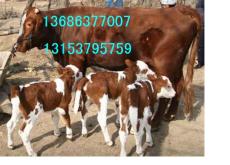 供应肉牛基础母牛繁育基地怀孕母牛品种种牛