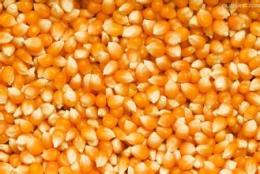 四川绵竹酒业现款求购玉米大米碎米