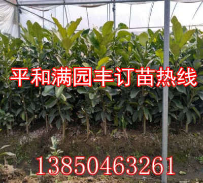 紅肉柚子苗苗場