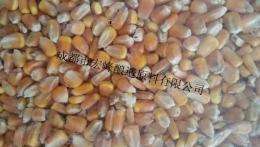 求购玉米高粱小麦大米等酿造原料