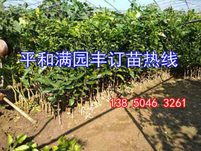 重慶紅肉柚子苗
