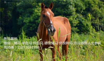 半血馬含百分之五十之百分之八十之間