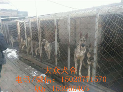 贵阳养狗场联系方式边境牧羊犬犬什么价格