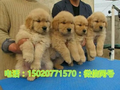 慈溪养狗场联系方式纯种马犬幼犬怎么卖的