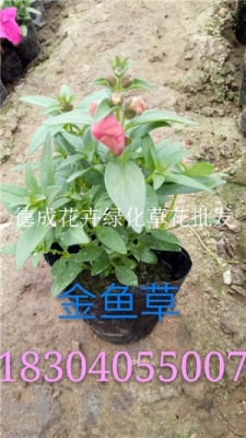 德成沈陽綠化草花