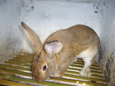 安徽肉兔价格近期杂交野兔行情走势养兔回收