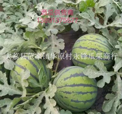 陜西圓花瓜價格陜西甜王西瓜產(chǎn)地最新報價