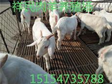 山东40斤白山羊价格多少钱