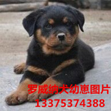 狼犬养殖场广东珠海成年狼青犬哪里有卖的
