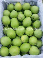 陕西六月酥梨产地价格陕西早酥梨销售基地