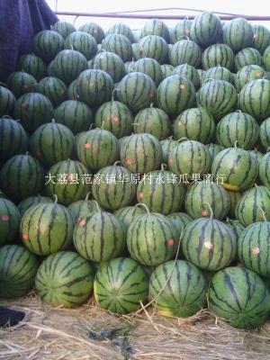 陜西優質圓花瓜批發基地京欣西瓜產地批發價
