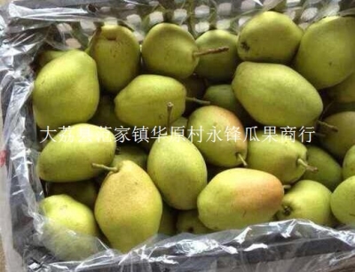 陜西六月酥梨產地價格陜西早酥梨銷售基地