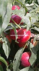 陕西农业万亩油桃种植基地批发价格油桃价格