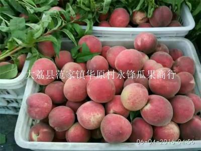 陜西農業萬畝毛桃種植基地大荔毛桃產地價格