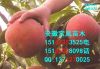 国内今年桃树最新好品种