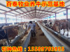 西门塔尔小牛犊价格肉牛的品种肉牛养殖基地